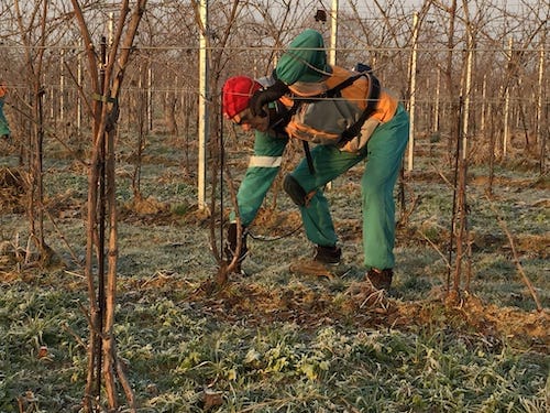 potatura-meccanica